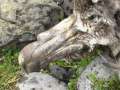 Northern Giant Petrel [carcass]